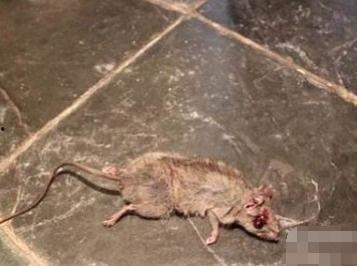 死老鼠,死老鼠背后的科学启示