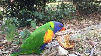 自然世界：解密鹦鹉,自然界的语言大师之谜