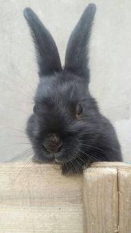 小黑兔求生指南