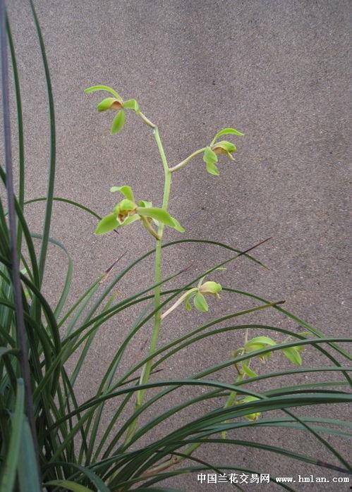 你好！梅芳草,探寻梅芳草的神秘魅力